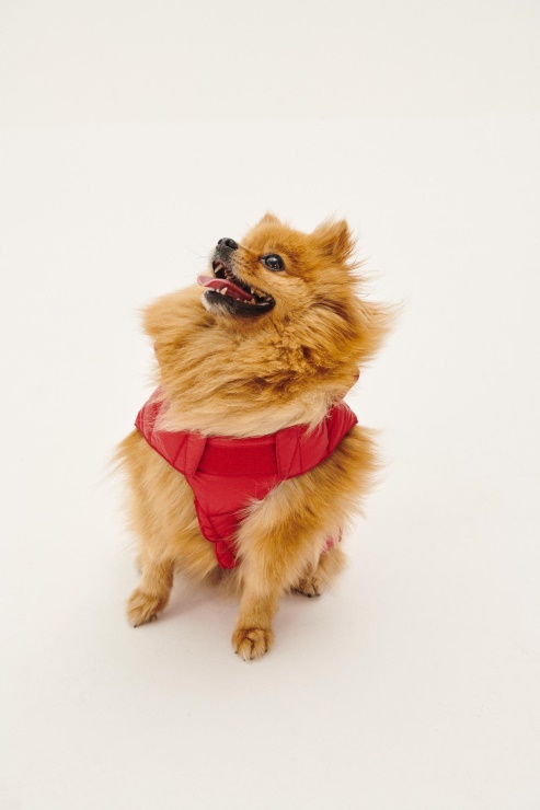 Jott Rouge Köpekler Aşağı Ceket Woop